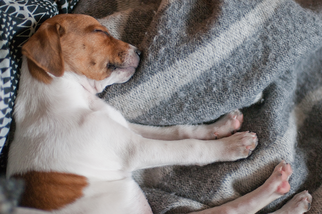 Dog asleep