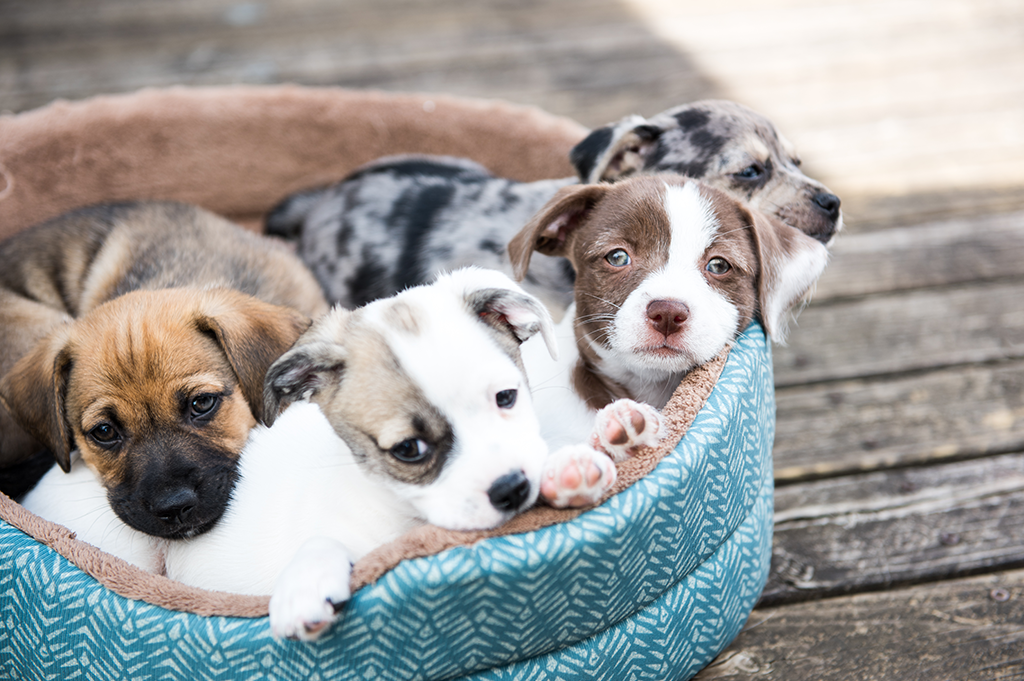 Lucy's Law puppies in dog bed