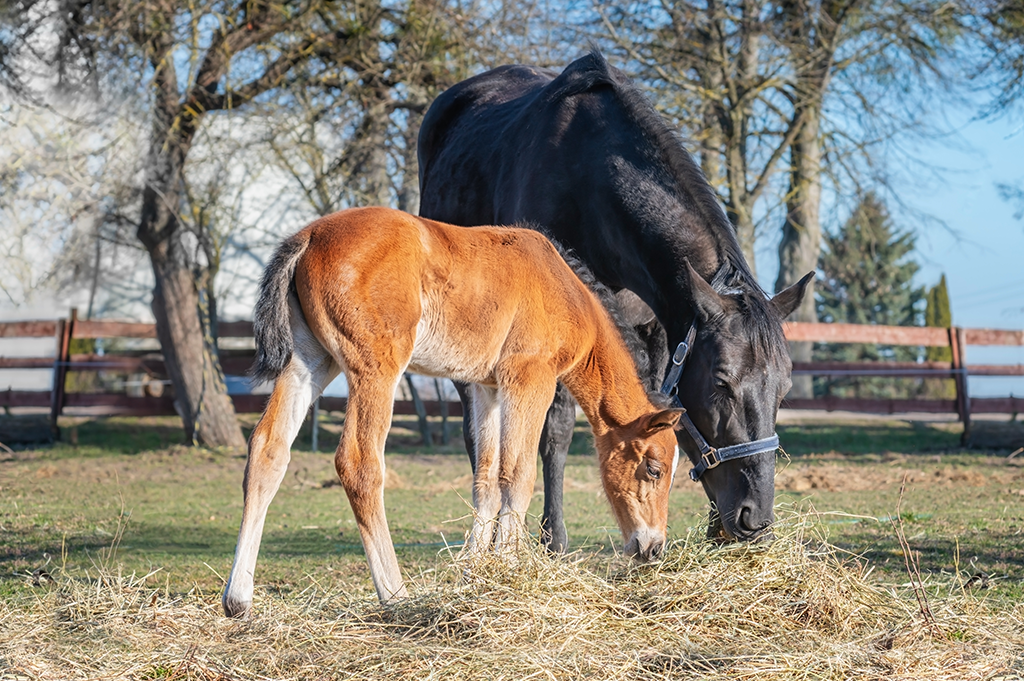 Two horses grazing