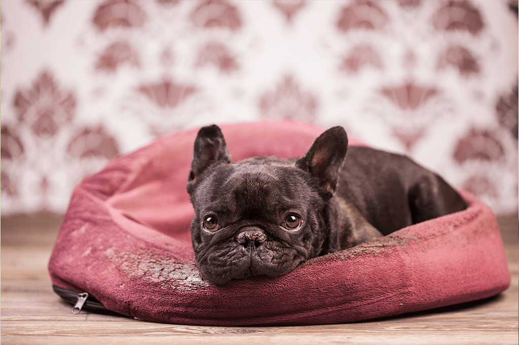 Cushing's Disease in dogs