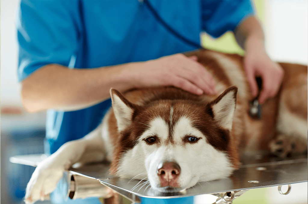 Cushing's Disease dog at vets