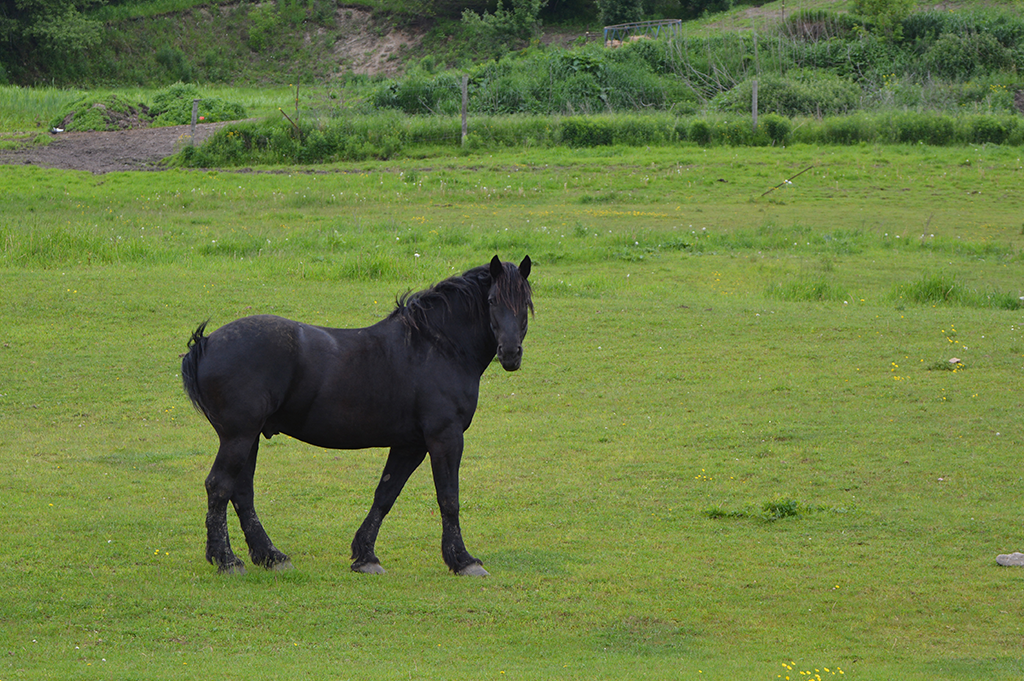 Equine yard biosecurity horse in field