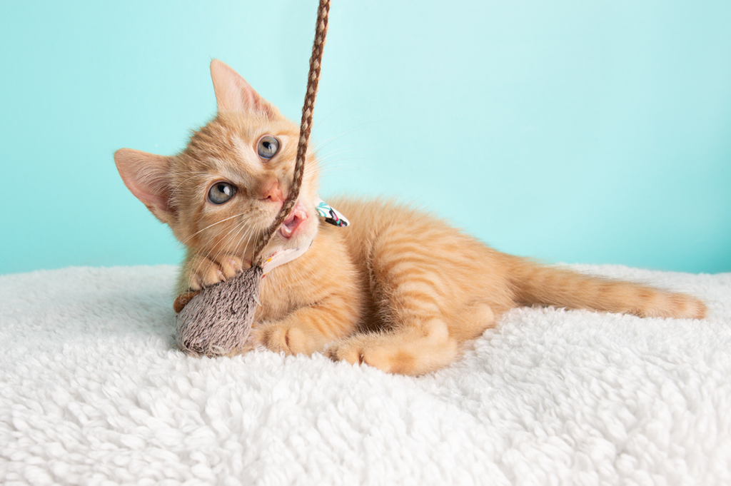 DIY Cat Toys Kitten chewing toy