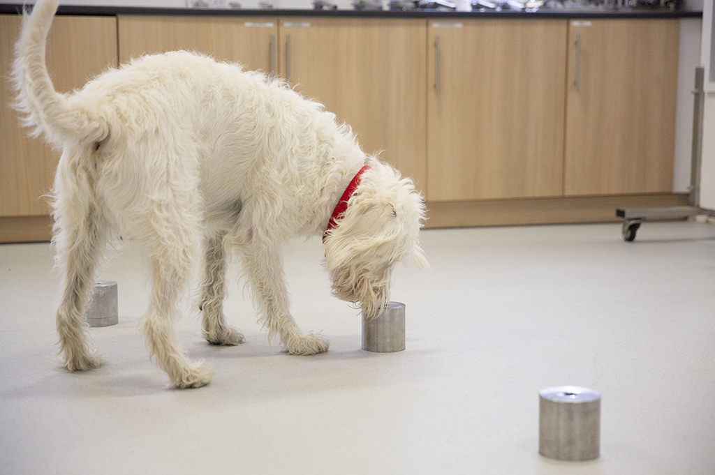 Medical Detection Dogs Interview