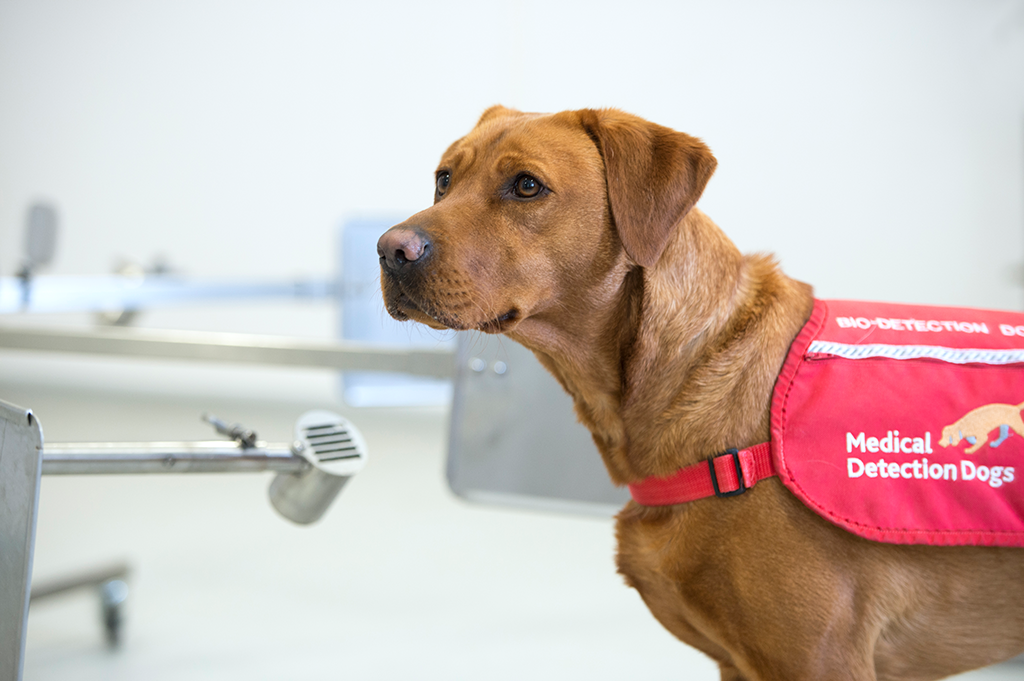 Medical Detection Dogs Interview