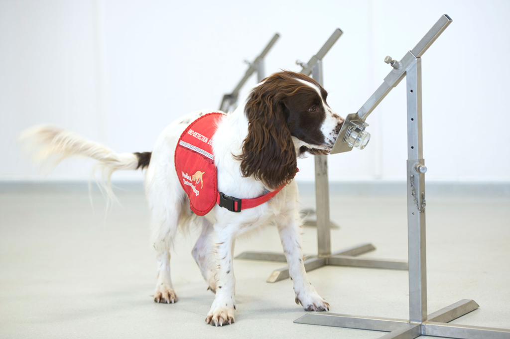 COVID-19 Medical Detection Dogs
