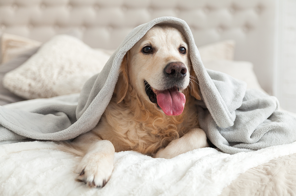 Taking your pet on holiday dog in bed