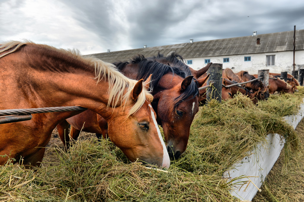 Electrolytes for horses eating hay