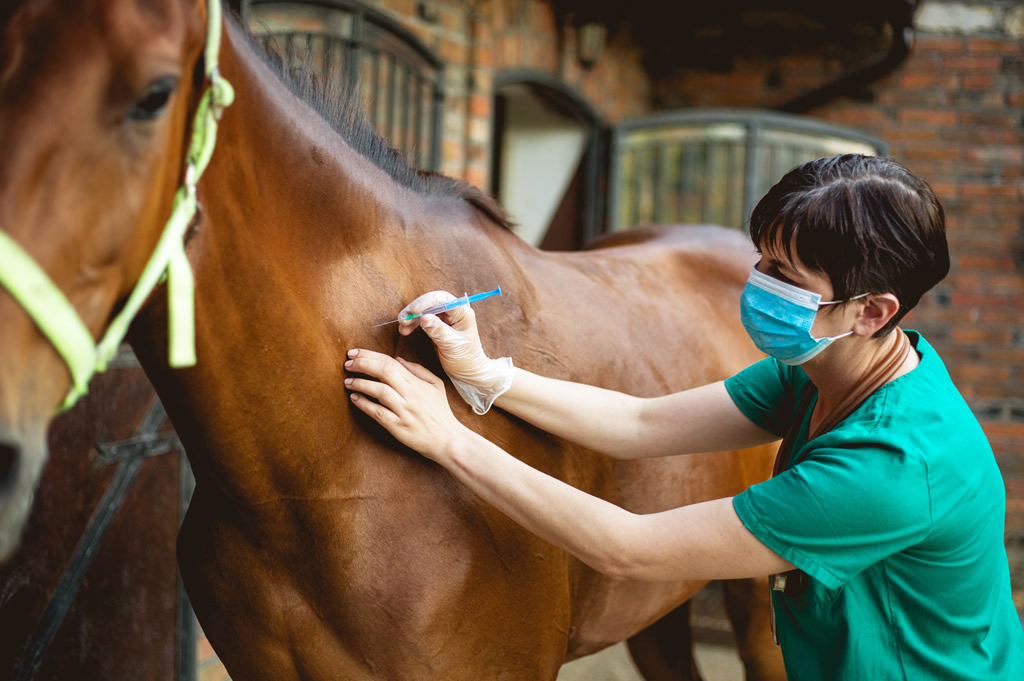 Equine Sedation Vet Injecting Horse