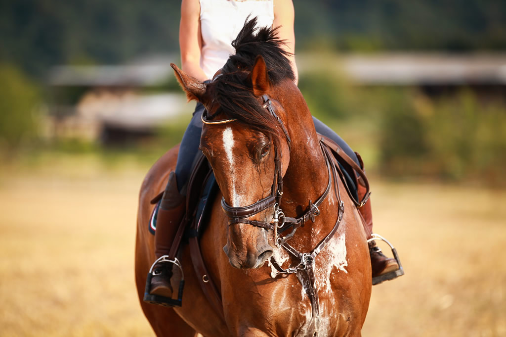 Girl riding horse