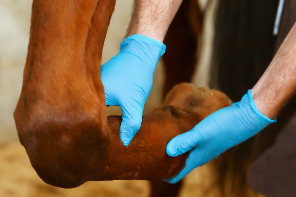 Equine Sedation Checking Hooves