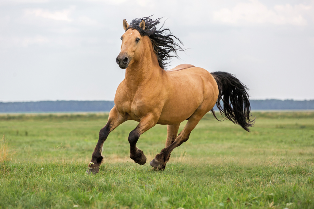 horse galloping in field