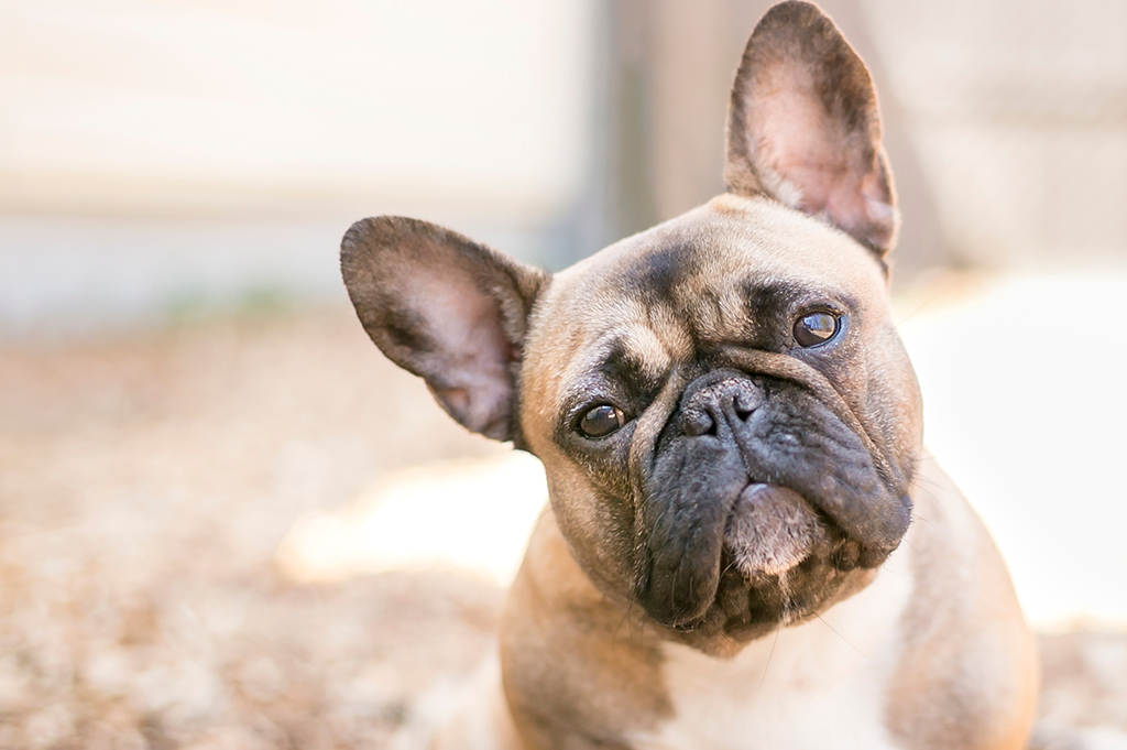 Syringomyelia in Dogs French Bulldog