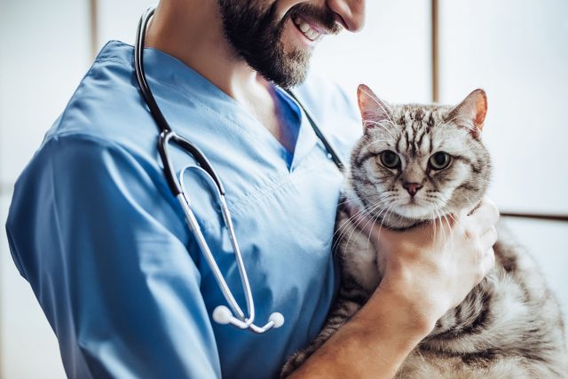 Male vet holding cat 
