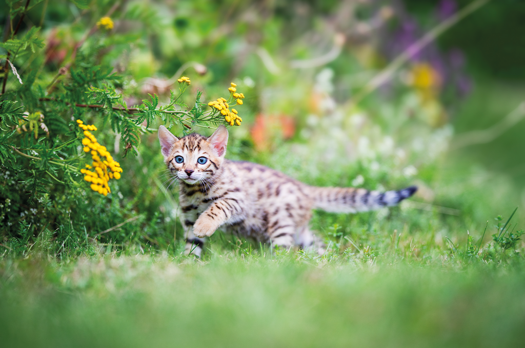 kitten stalking in the garden in front of plants and flowers