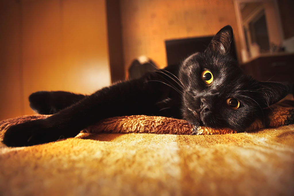 a black cat with luminous yellow eyes lying on its side on a bed calmly looking into the camera