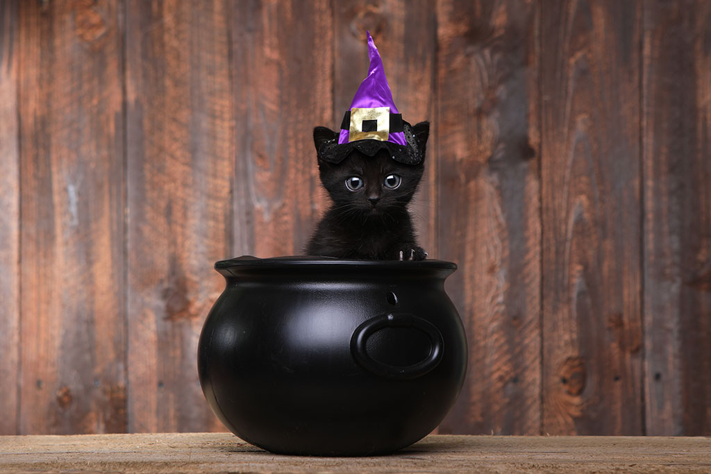black kitten wearing a purple witch's hat sitting in a little cauldron