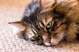 an older cat with a melancholy expression lying on the carpet looking into the distance