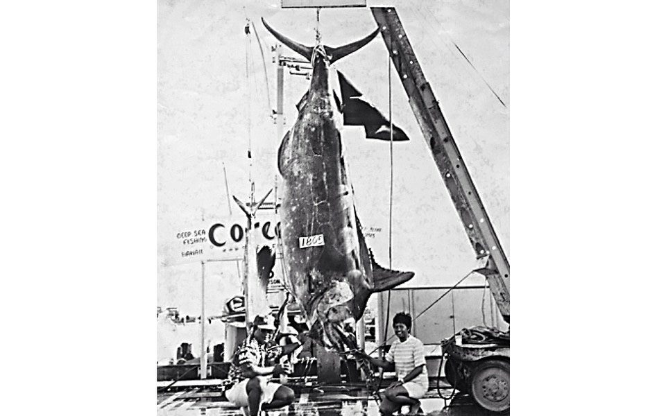 biggest marlin fish ever caught