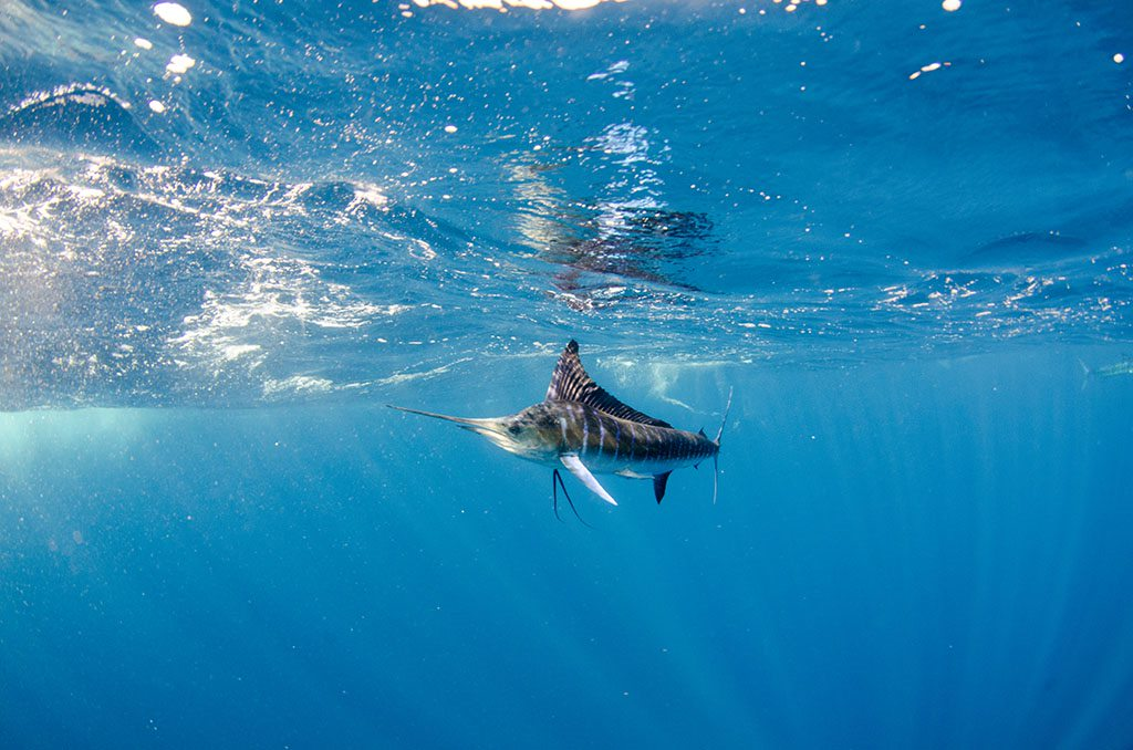 Marlin fish swimming just blow the surface of the water 