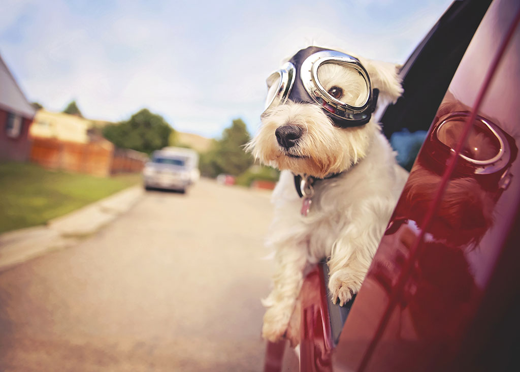 west highland white terrier with goggles on riding in a car with the window down through an urban city neighborhood on a warm sunny summer day 