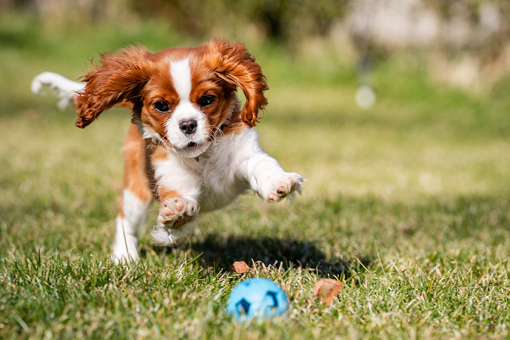 king charles spaniel puppy playing with a ball