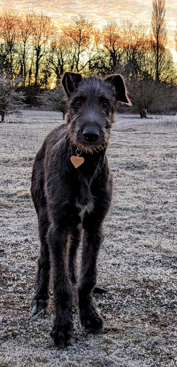 Harris the Scottish Deerhound in a field at sunset