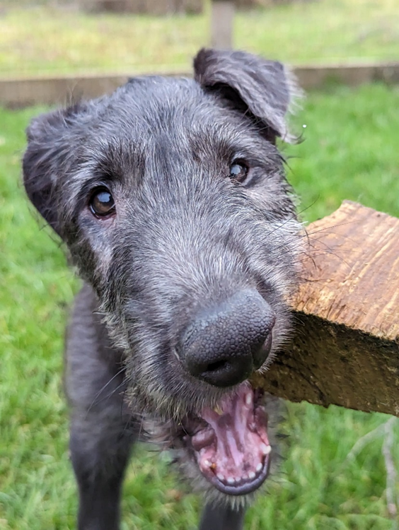 Harris the Scottish Deerhound chewing on a piece of wood 