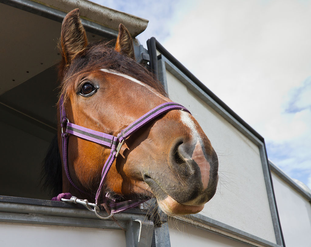 Horse leaning it's head out of a tailer window 