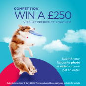 Image promoting the TIE pet competition with leaping dog