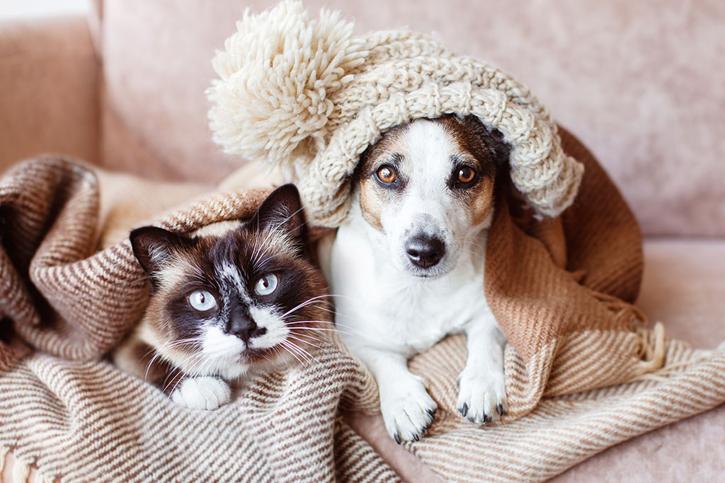 A cat and a dog laying together under a blanket