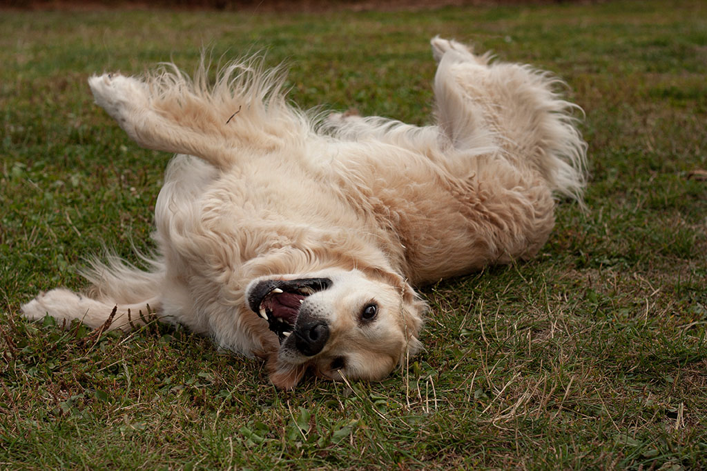 a golden retriever laying on the grass about to roll over