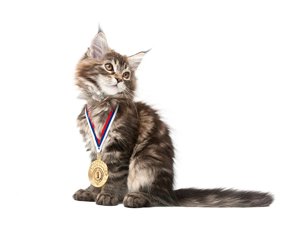 Kitten with a pet world record medal round their neck 