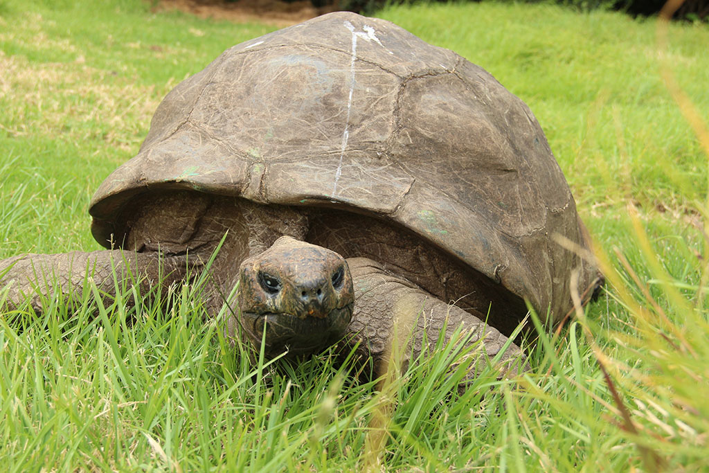 a big tortoise in the grass 