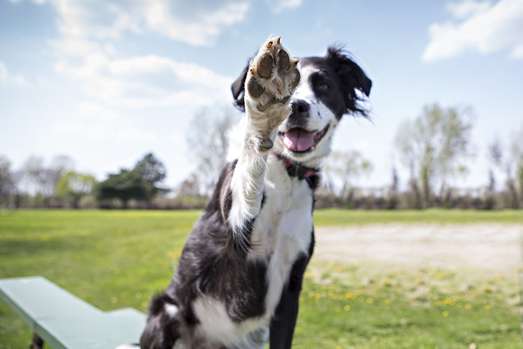 a dog in a field giving a high five with their paw