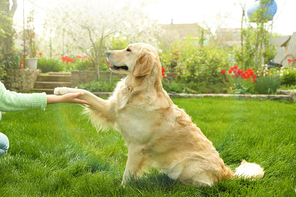 a dog owner teaching their dog how to shake their paw 