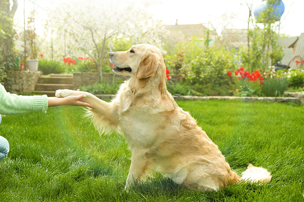 a dog owner teaching their dog how to shake their paw