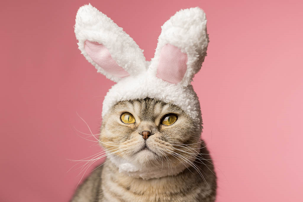 Cat dressed up in bunny ears