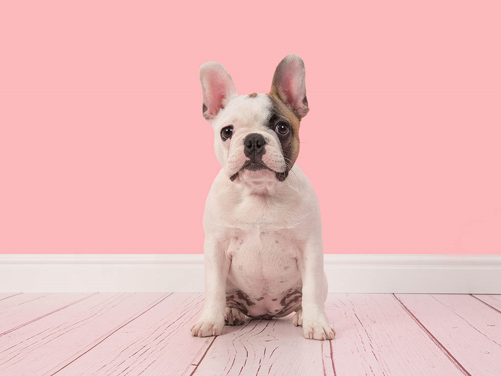 french bulldog being taught how to sit on a pink wooden floor with a pink backdrop 
