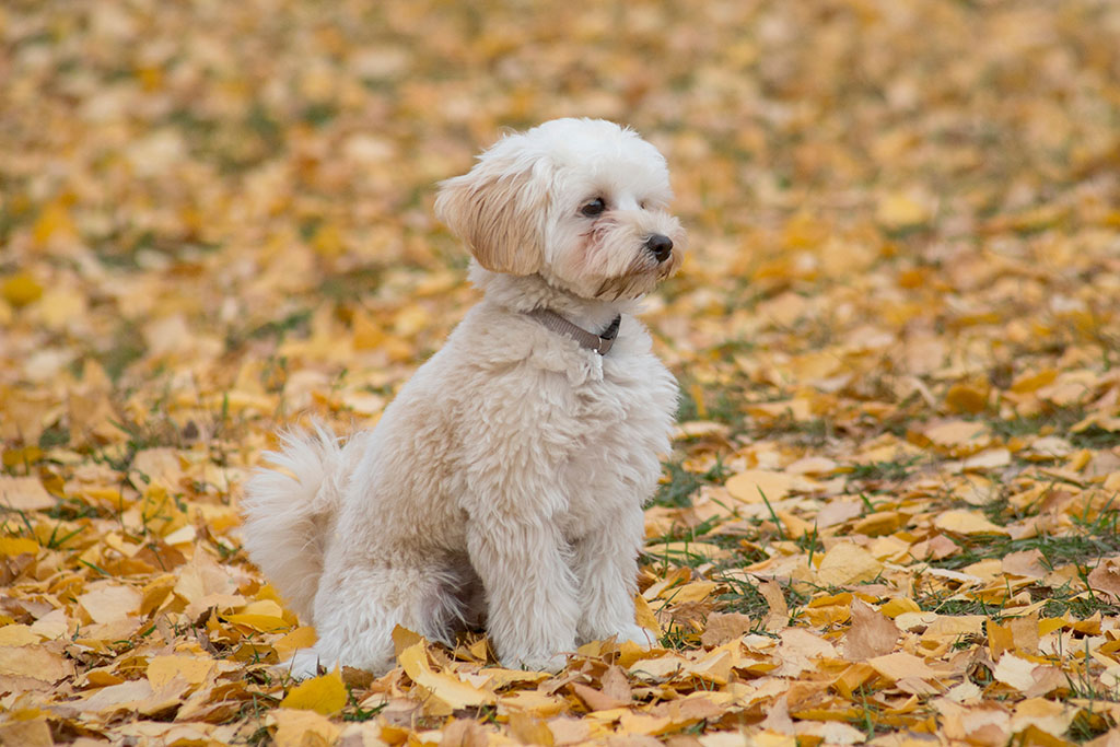 Cute maltepoo puppy is siting on a yellow foliage in the autumn park. Mix of the breeds maltese and poodle. Pet animals. Purebred dog.