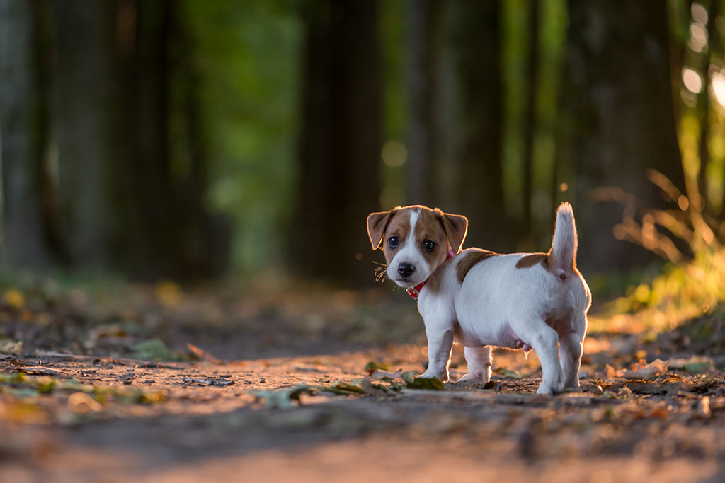 jack russel puppy on autumn alley
