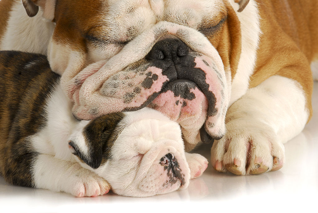 puppy love - bulldog father and daughter sleeping with reflection on white background