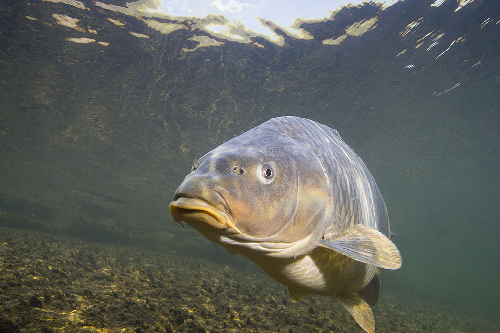 a common fish breed in the water looking at the camera 