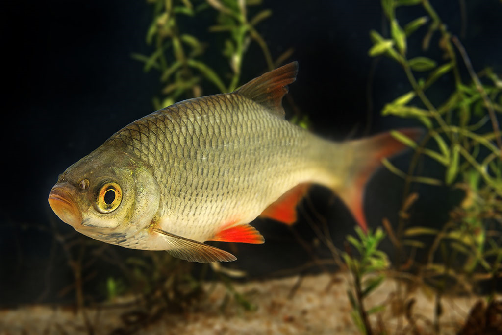 a common fish breed in the water 