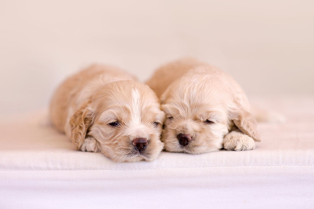 Cute newborn puppies with their eyes slightly open.