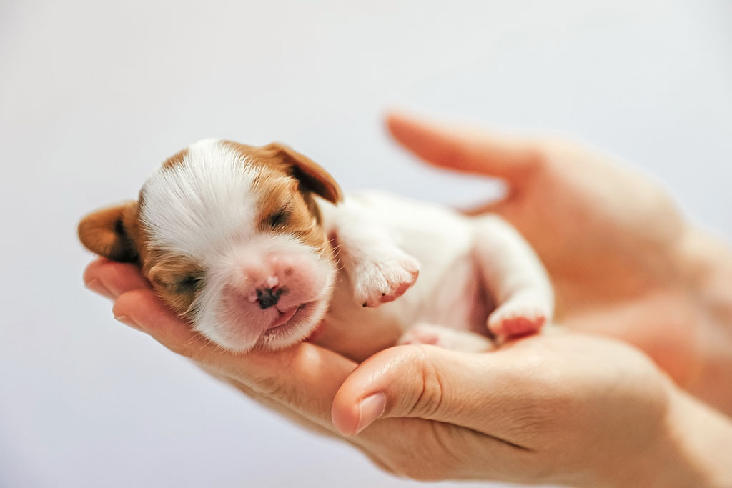 Newborn puppy on his arms that hasn't opened it's eyes yet, on a light background, soft focus. 