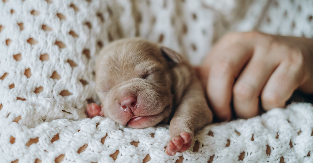 Small newborn puppy with it's eyes closed in female hands. A beautiful and cute puppy in her arms. American boule puppy. Funny little puppy.