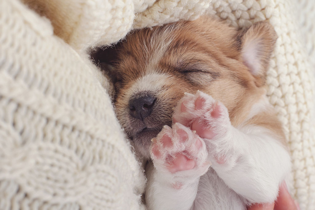small puppy with it's eyes closed with little paws in the air. 