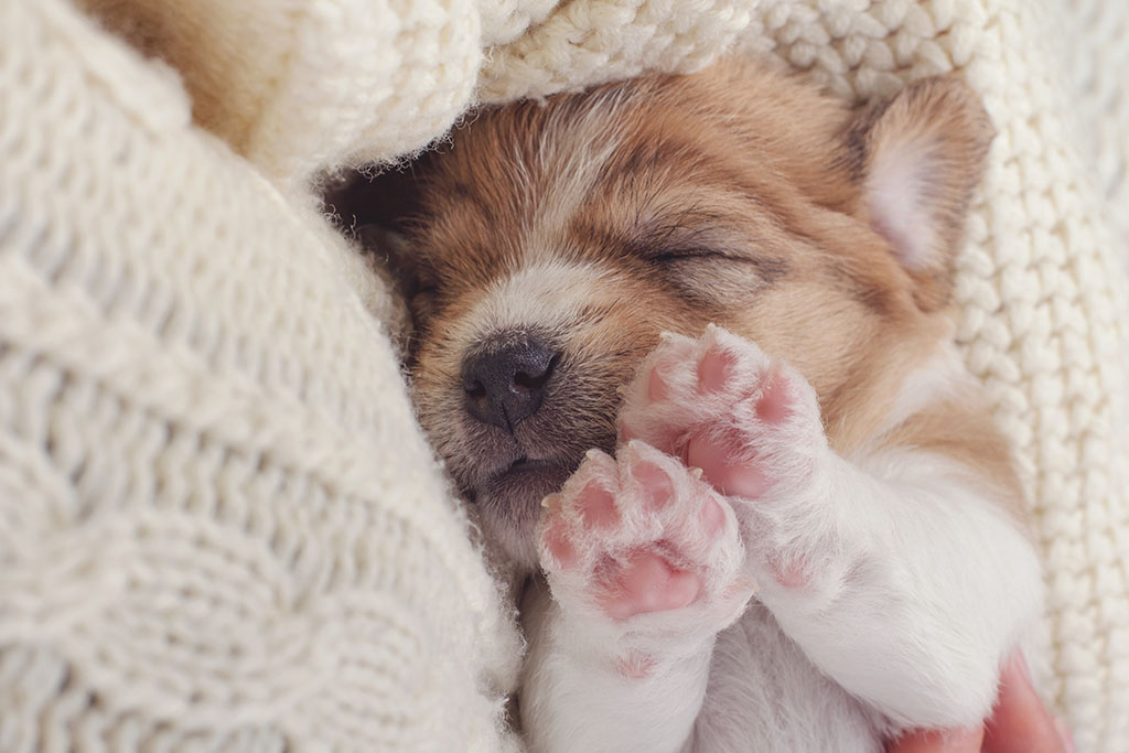 small puppy with it's eyes closed with little paws in the air.
