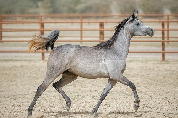 Arabian horse.